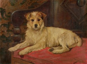 Un Terrier sur un canapé